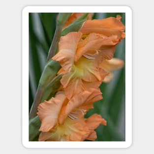 Gladiolus Pretty Peachy Sticker